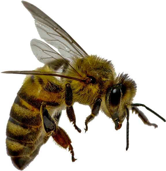 bee